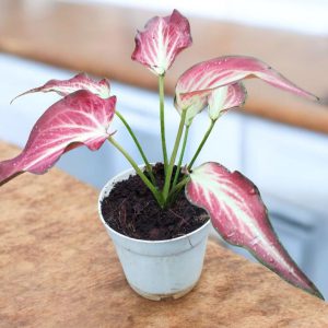 Caladium Zap