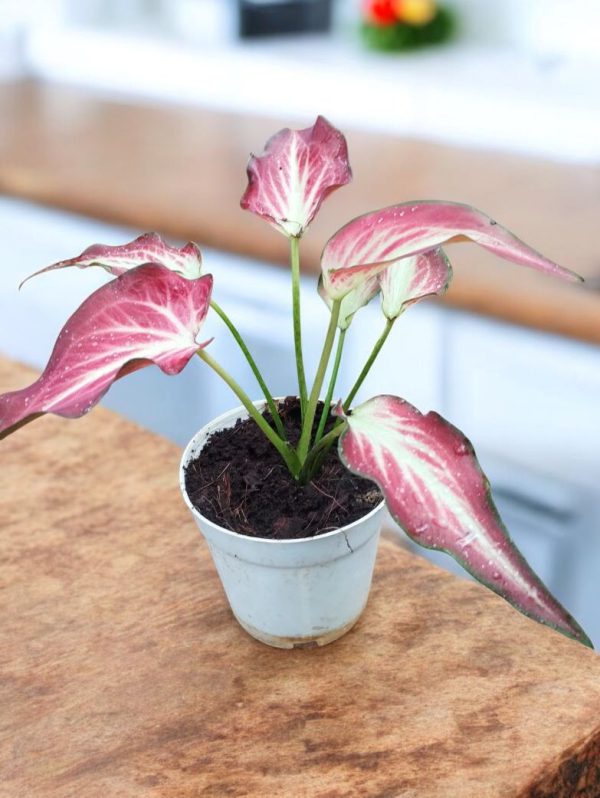 Caladium Zap