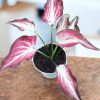 Caladium Zap - Image 3