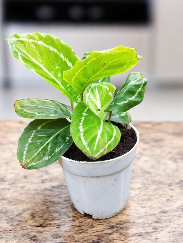 Calathea JF Macbrideana