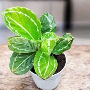 Calathea JF Macbrideana