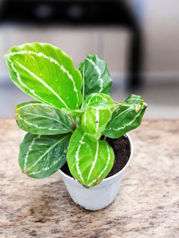 Calathea JF Macbrideana