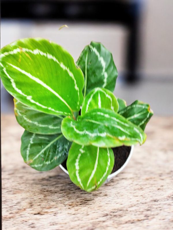 Calathea JF Macbrideana