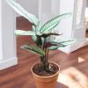 Calathea Majestica White Star