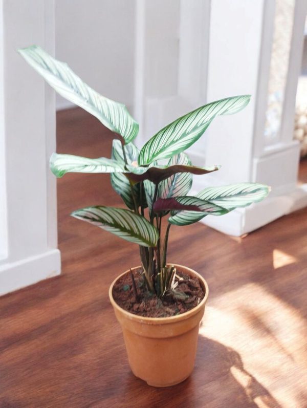 Calathea Majestica White Star