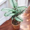 Calathea Majestica White Star