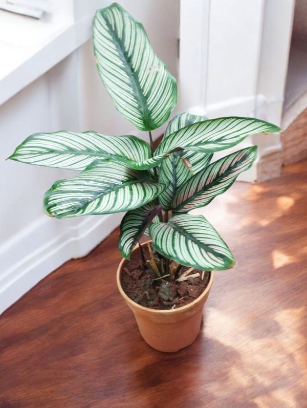 Calathea Majestica White Star