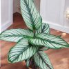 Calathea Majestica White Star