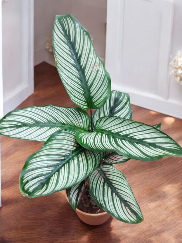 Calathea Majestica White Star