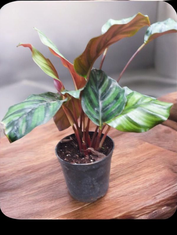 Calathea Rose Apple