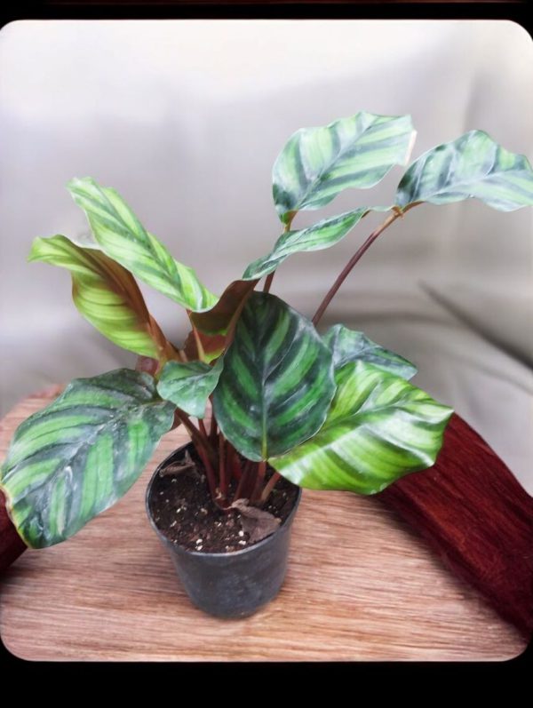 Calathea Rose Apple