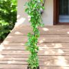 Cats Claw Plant