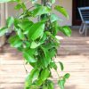 Cats Claw Plant