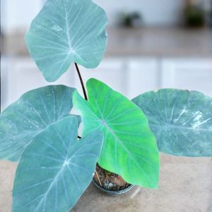 Colocasia Esculenta Black Magic