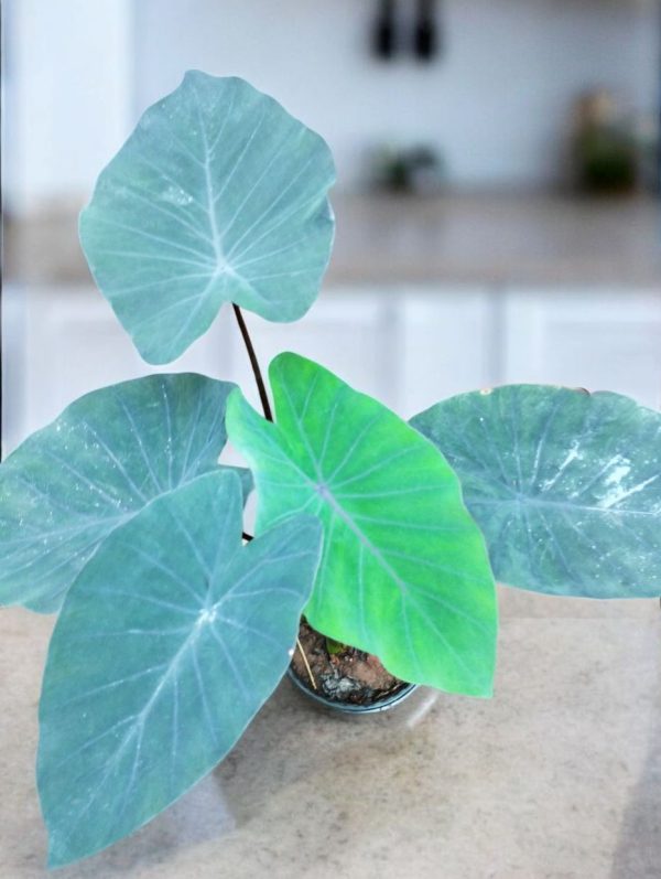 Colocasia Esculenta Black Magic