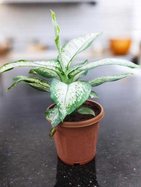 Dieffenbachia Delilah