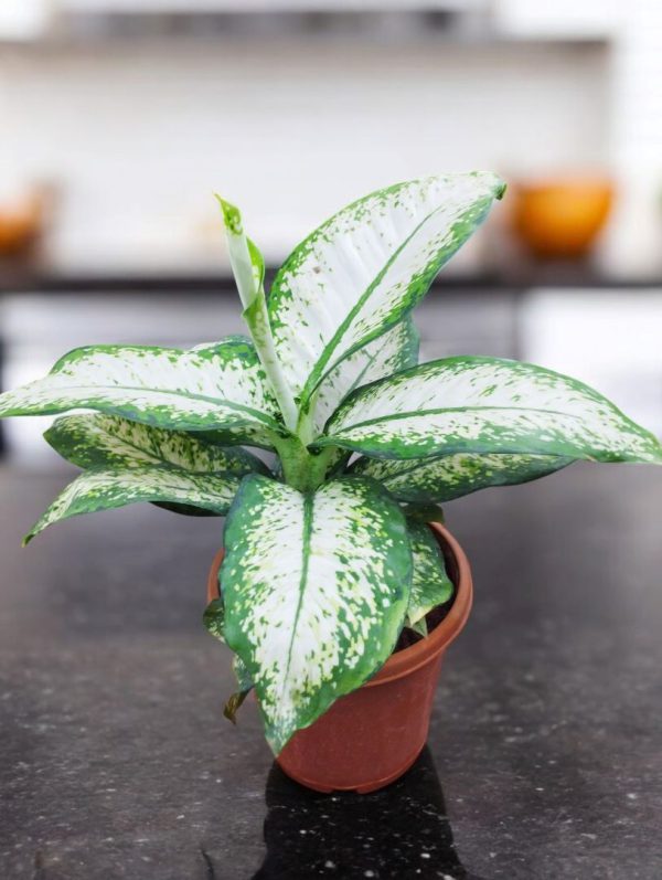 Dieffenbachia Delilah