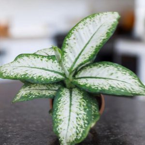 Dieffenbachia Delilah