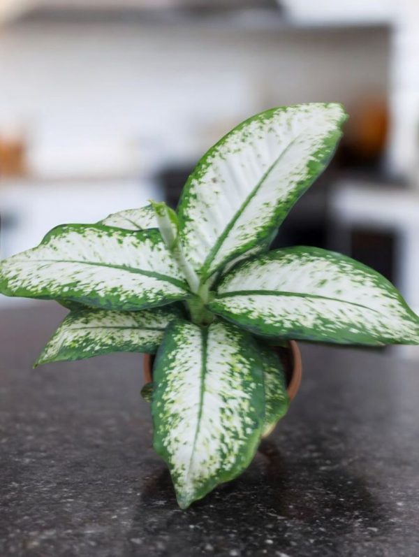 Dieffenbachia Delilah