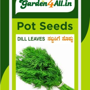 Dill Seeds