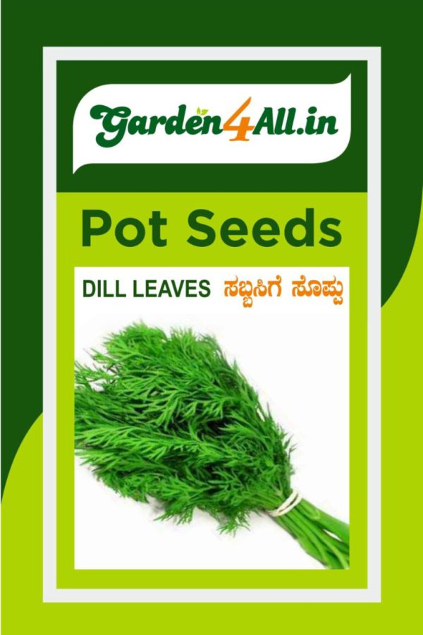 Dill Seeds