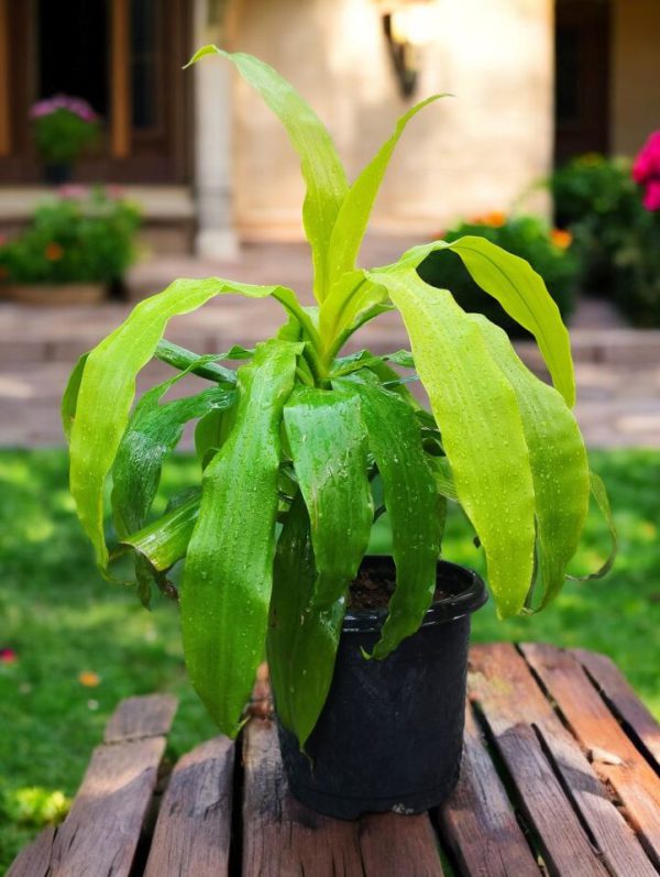 Dracaena Fragrans Limelight