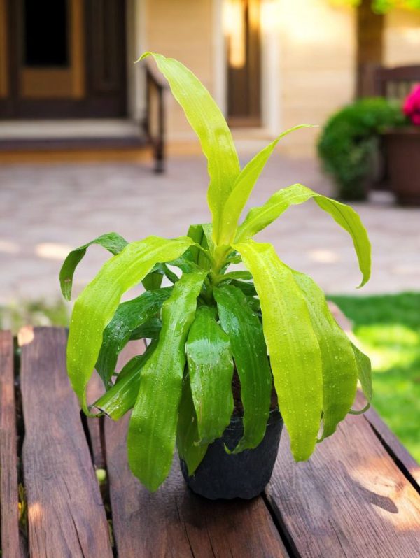 Dracaena Fragrans Limelight