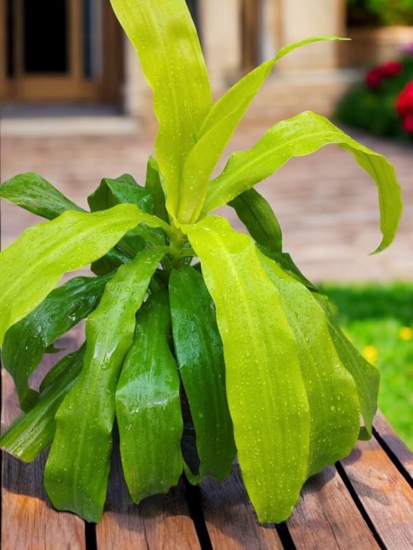 Dracaena Fragrans Limelight