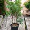 Ficus Benjamina, Weeping Fig