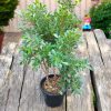 Ficus Benjamina, Weeping Fig