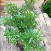 Ficus Benjamina, Weeping Fig