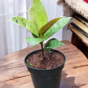 Ficus Elastica Shivereana