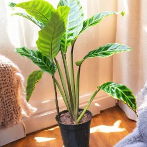 Calathea Zebrina