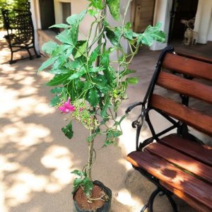 Ipomoea Horsfalliae, Lady Doorly's Morning Glory