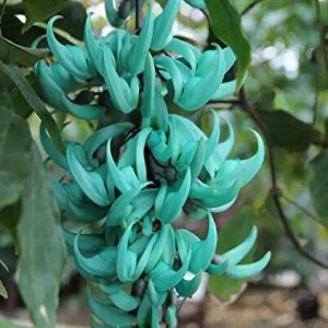 Blue Jade Vine