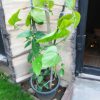 Red Jade Vine