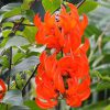 Red Jade Vine