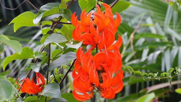 Red Jade Vine