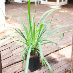 Lemongrass, Cymbopogon Citratus