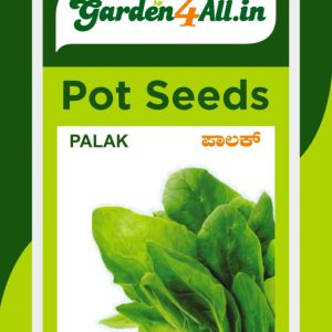 Palak or spinach seeds