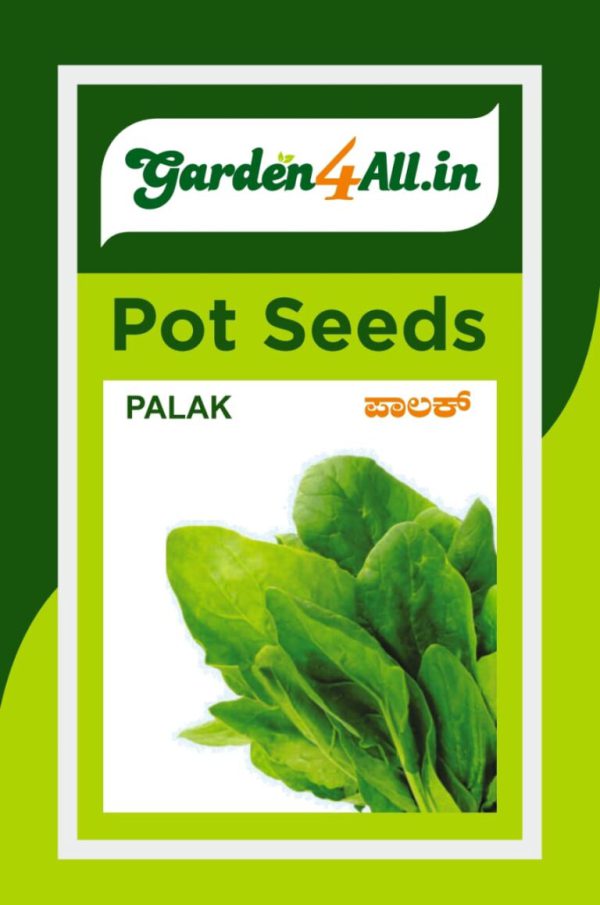 Palak or spinach seeds