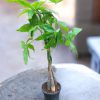 Pachira Plant Money Tree Plant
