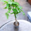 Pachira Plant Money Tree Plant