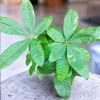 Pachira Plant Money Tree Plant