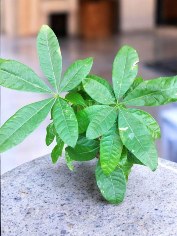 Pachira Plant Money Tree Plant