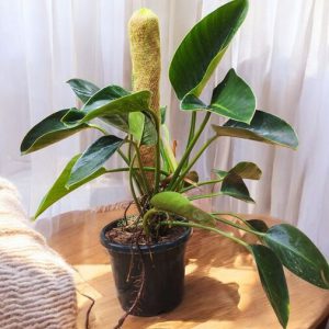 Philodendron Green Congo