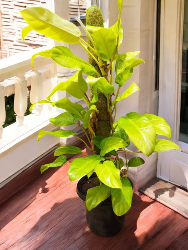 Philodendron erubescens gold