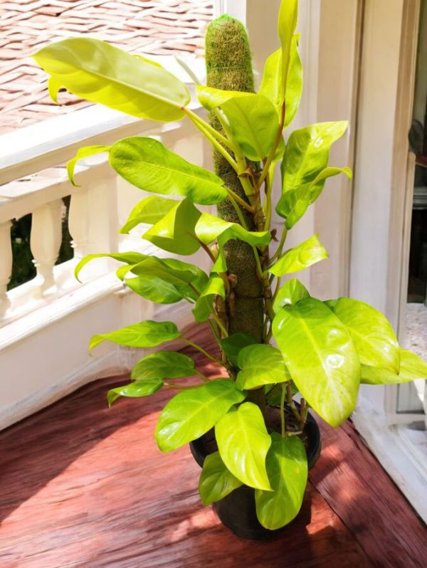 Philodendron erubescens gold