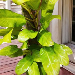 Philodendron erubescens gold