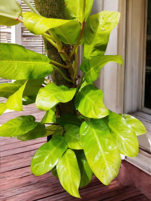 Philodendron erubescens gold